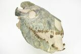 Oreodont (Eporeodon) Skull - South Dakota #217184-4